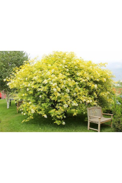 Бузина червона Плюмоза Ауреа кущ в ландшафті